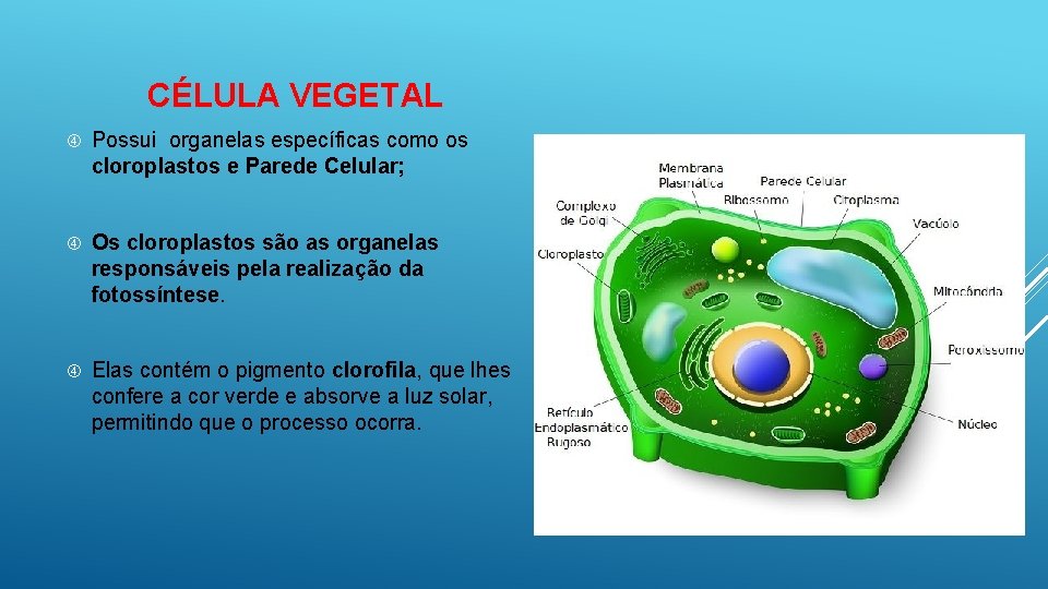 CÉLULA VEGETAL Possui organelas específicas como os cloroplastos e Parede Celular; Os cloroplastos são