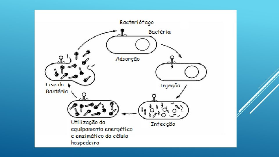 Reprodu ção: Bacterió fago: 1 -O bacterióf ago se acopla à 