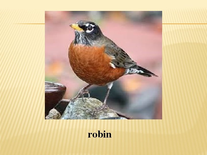 robin 