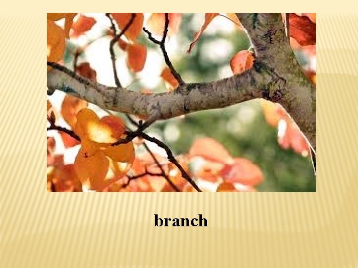 branch 