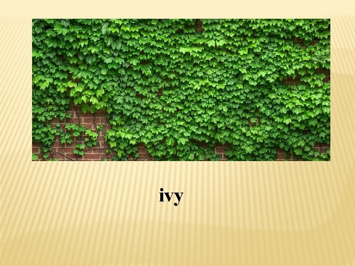 ivy 