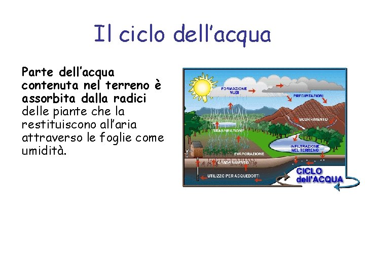 Il ciclo dell’acqua Parte dell’acqua contenuta nel terreno è assorbita dalla radici delle piante