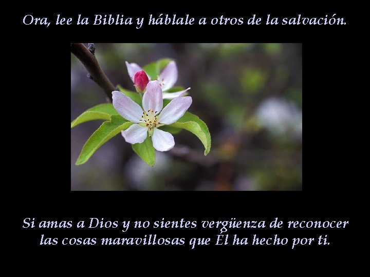 Ora, lee la Biblia y háblale a otros de la salvación. Si amas a Ora, lee la Biblia y háblale a otros de la salvación. Si amas a