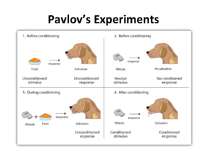 Pavlov’s Experiments 