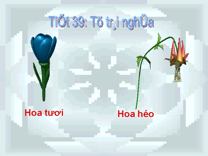 Hoa tươi Hoa héo Hoa tươi Hoa héo