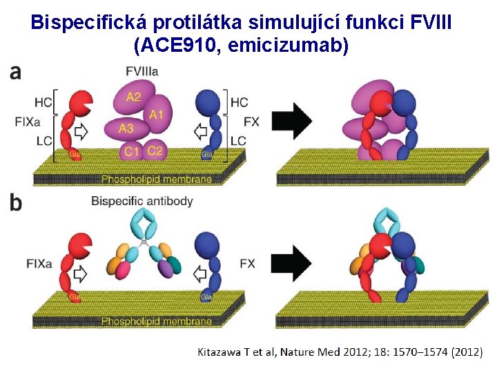 Bispecifická protilátka simulující funkci FVIII (ACE 910, emicizumab) Bispecifická protilátka simulující funkci FVIII (ACE 910, emicizumab)
