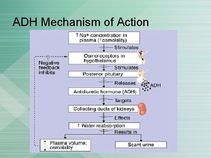 ADH Mechanism of Action 