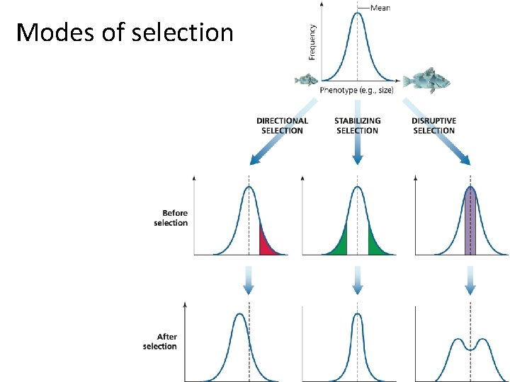 Modes of selection 