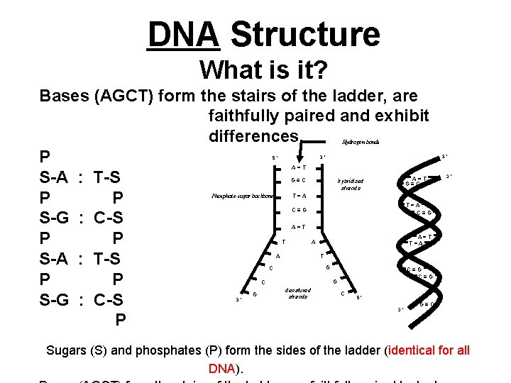 i js 111 introduction to genetics and dna