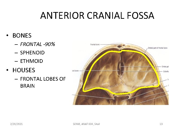 ANTERIOR CRANIAL FOSSA • BONES – FRONTAL -90% – SPHENOID – ETHMOID • HOUSES