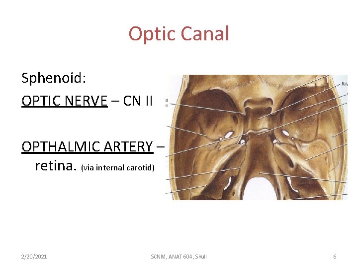 Optic Canal Sphenoid: OPTIC NERVE – CN II OPTHALMIC ARTERY – retina. (via internal