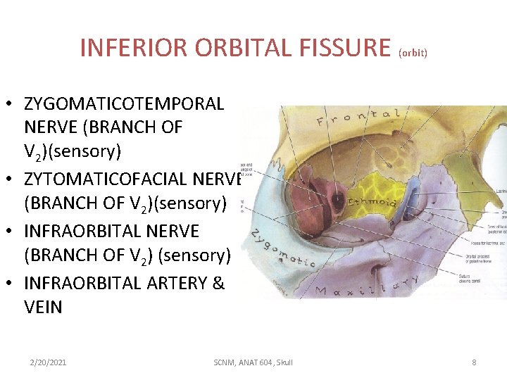 INFERIOR ORBITAL FISSURE (orbit) • ZYGOMATICOTEMPORAL NERVE (BRANCH OF V 2)(sensory) • ZYTOMATICOFACIAL NERVE