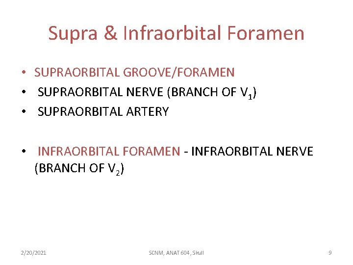 Supra & Infraorbital Foramen • SUPRAORBITAL GROOVE/FORAMEN • SUPRAORBITAL NERVE (BRANCH OF V 1)