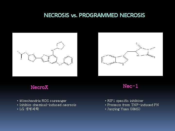 NECROSIS vs. PROGRAMMED NECROSIS Necro. X • Mitochondria ROS scavenger • Inhibits chemical-induced necrosis