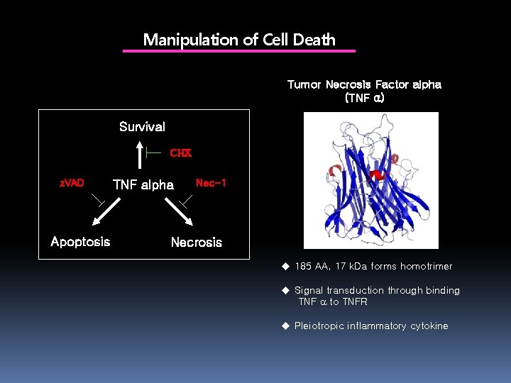 Manipulation of Cell Death Tumor Necrosis Factor alpha (TNF α) Survival CHX z. VAD