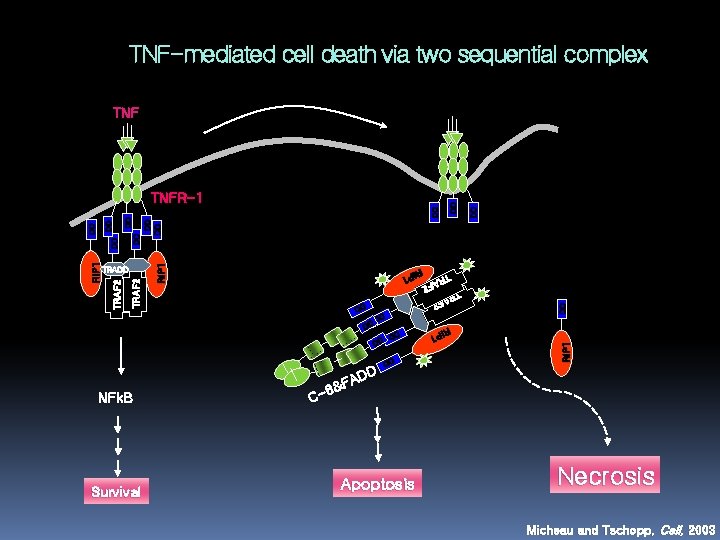 TNF-mediated cell death via two sequential complex Survival D AD F 8& C- Apoptosis