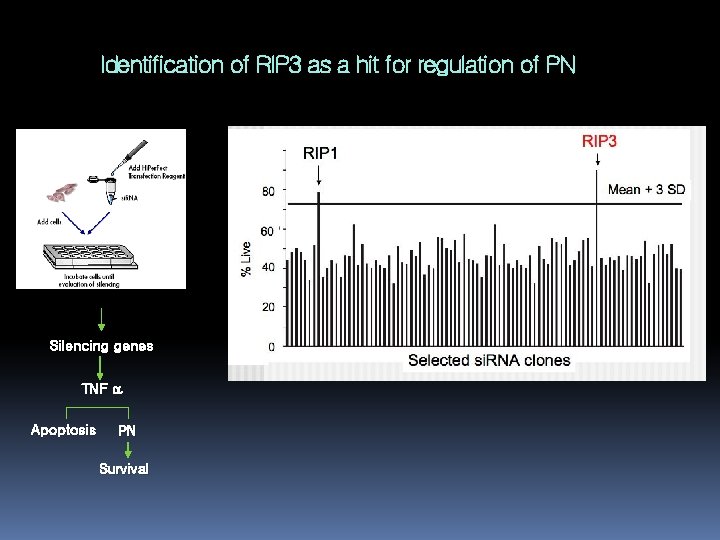 Identification of RIP 3 as a hit for regulation of PN Silencing genes TNF