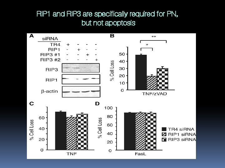 RIP 1 and RIP 3 are specifically required for PN, but not apoptosis 