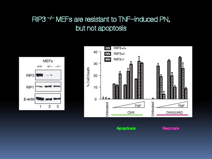 RIP 3 -/- MEFs are resistant to TNF-induced PN, but not apoptosis Apoptosis Necrosis