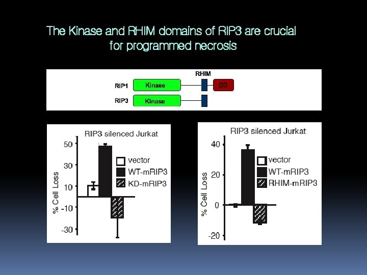 The Kinase and RHIM domains of RIP 3 are crucial for programmed necrosis 