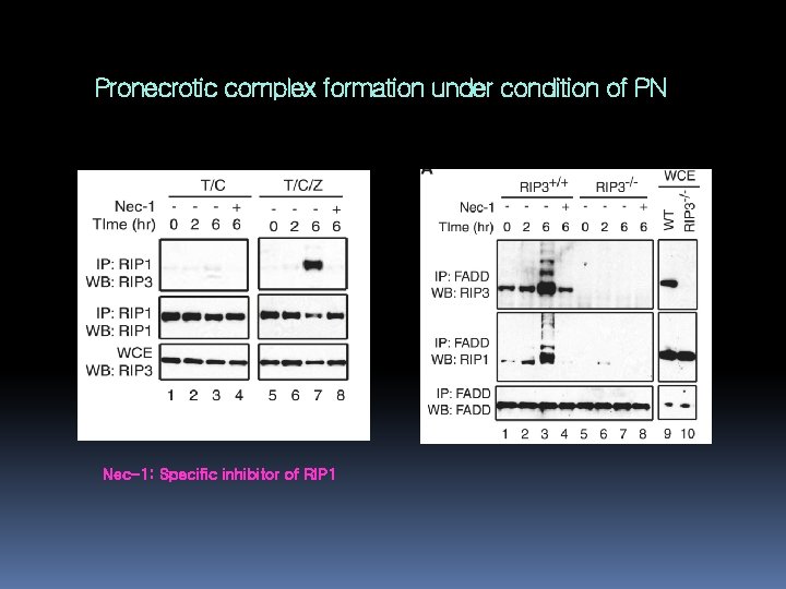 Pronecrotic complex formation under condition of PN Nec-1: Specific inhibitor of RIP 1 