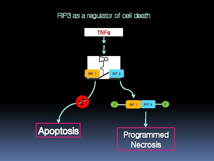 RIP 3 as a regulator of cell death TNFα RIP 1 RIP 3 P