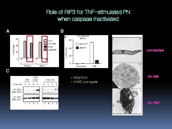 Role of RIP 3 for TNF-stimulated PN when caspase inactivated A B Uninfected C