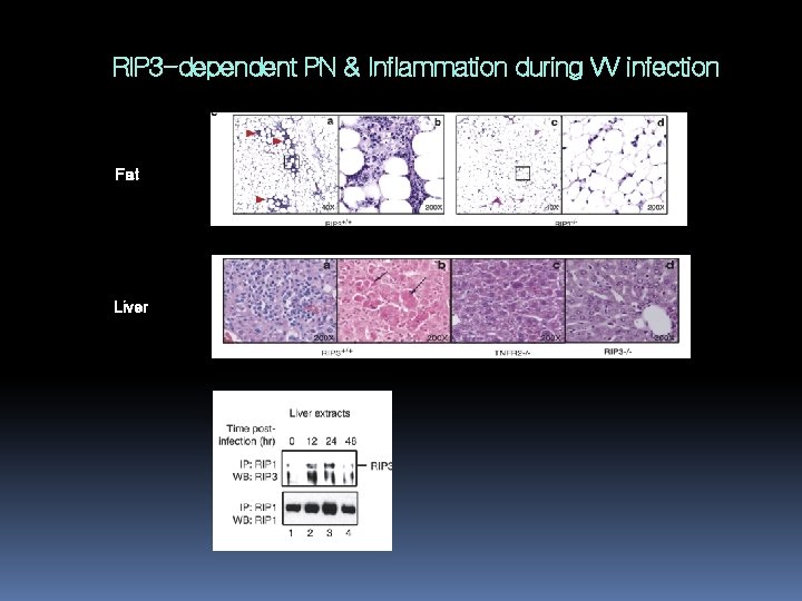 RIP 3 -dependent PN & Inflammation during VV infection Fat Liver 