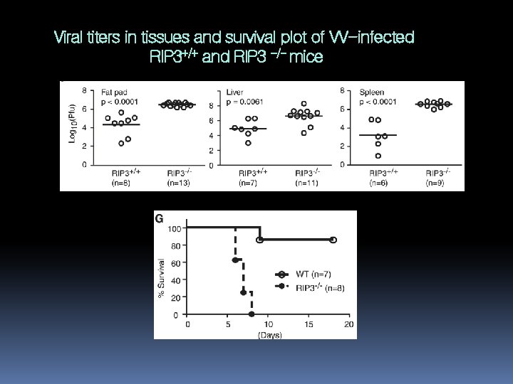 Viral titers in tissues and survival plot of VV-infected RIP 3+/+ and RIP 3