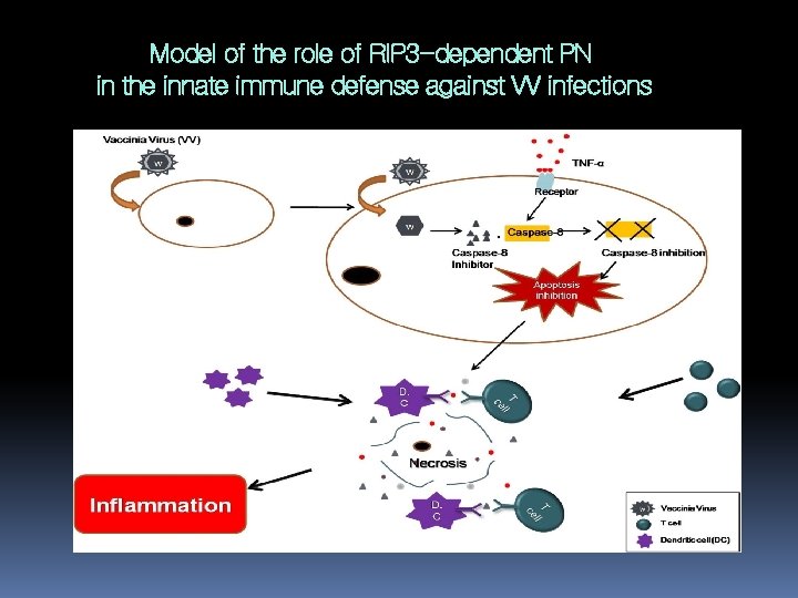 Model of the role of RIP 3 -dependent PN in the innate immune defense