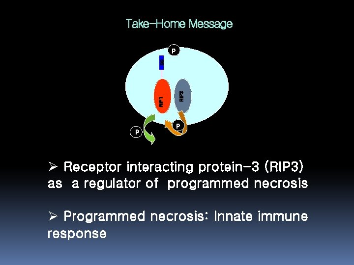 Take-Home Message RIP 3 RIP 1 DD P P P Ø Receptor interacting protein-3