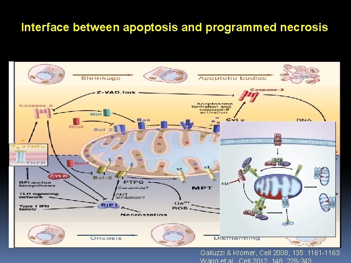 Interface between apoptosis and programmed necrosis Galluzzi & Kromer, Cell 2008, 135: 1161 -1163