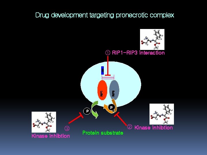 Drug development targeting pronecrotic complex RIP 3 RIP 1 DD ① RIP 1 -RIP