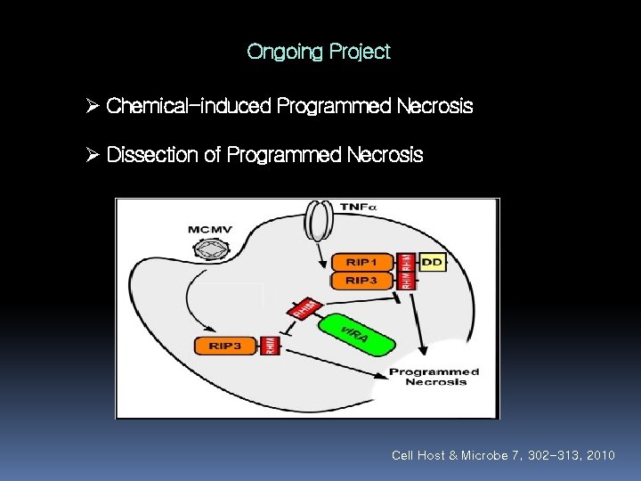 Ongoing Project Ø Chemical-induced Programmed Necrosis Ø Dissection of Programmed Necrosis Cell Host &