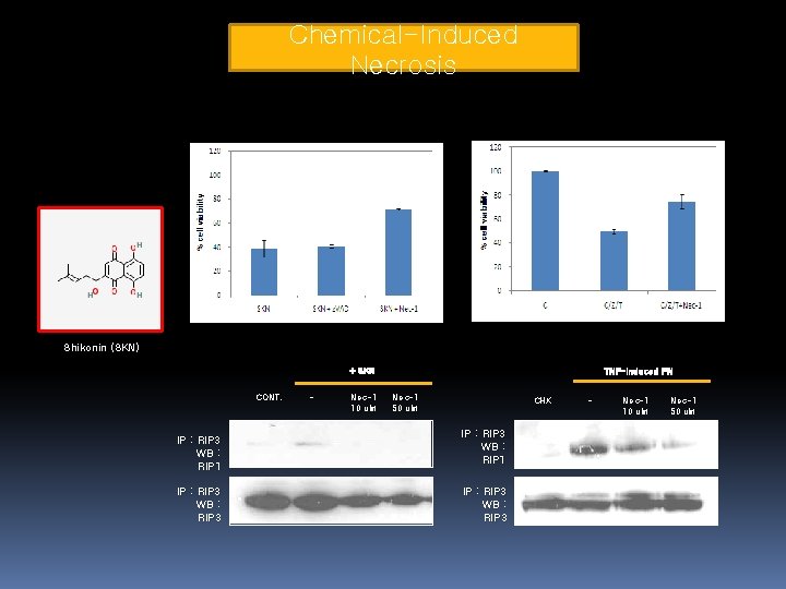 Chemical-Induced Necrosis Shikonin (SKN) + SKN CONT. IP : RIP 3 WB : RIP