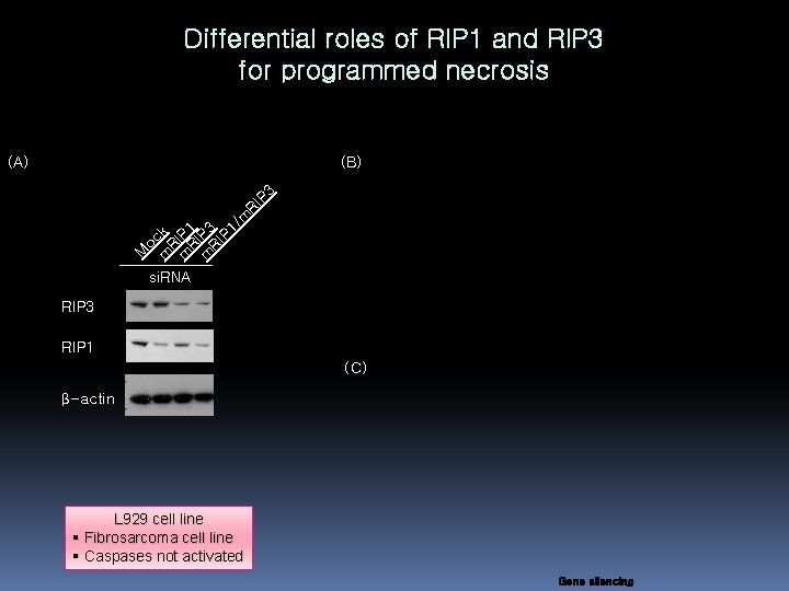 Differential roles of RIP 1 and RIP 3 for programmed necrosis (B) M o