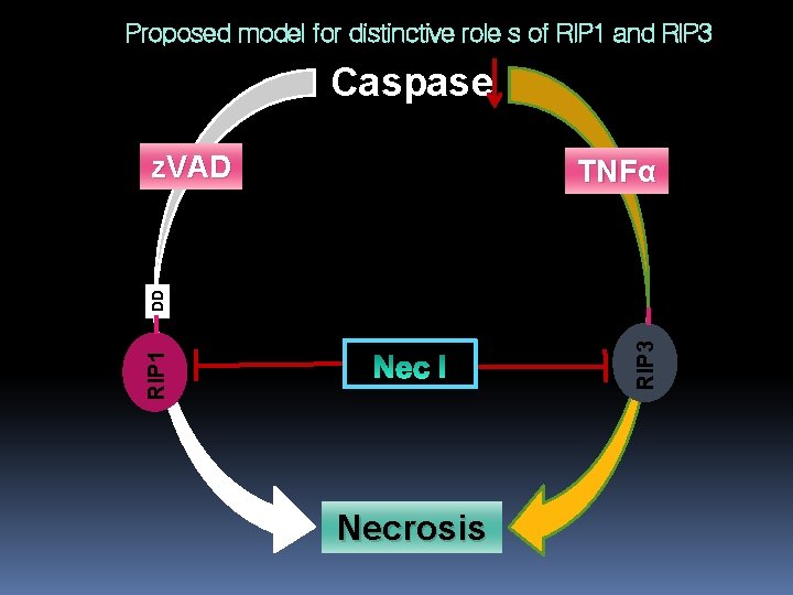 Proposed model for distinctive role s of RIP 1 and RIP 3 Caspase z.