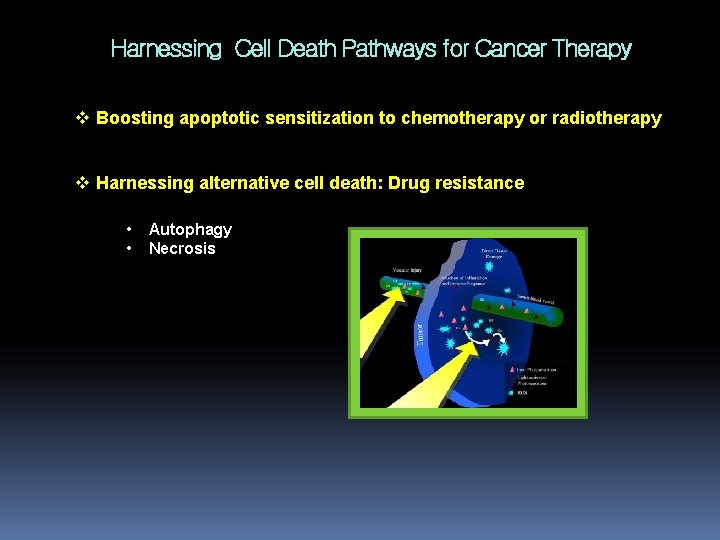 Harnessing Cell Death Pathways for Cancer Therapy v Boosting apoptotic sensitization to chemotherapy or