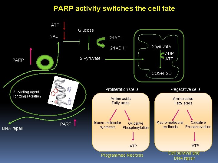 PARP activity switches the cell fate ATP Glucose NAD 2 NAD+ 2 pyruvate 2