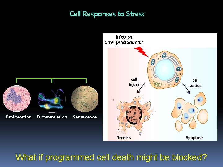 Cell Responses to Stress Proliferation Differentiation Senescence What if programmed cell death might be