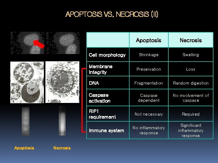 APOPTOSIS VS. NECROSIS (II) Cell morphology Membrane integrity DNA Caspase activation RIP 1 requirement