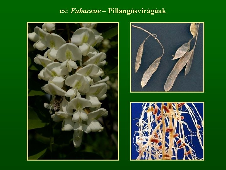 cs: Fabaceae – Pillangósvirágúak 