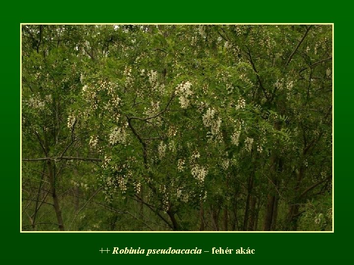 ++ Robinia pseudoacacia – fehér akác 