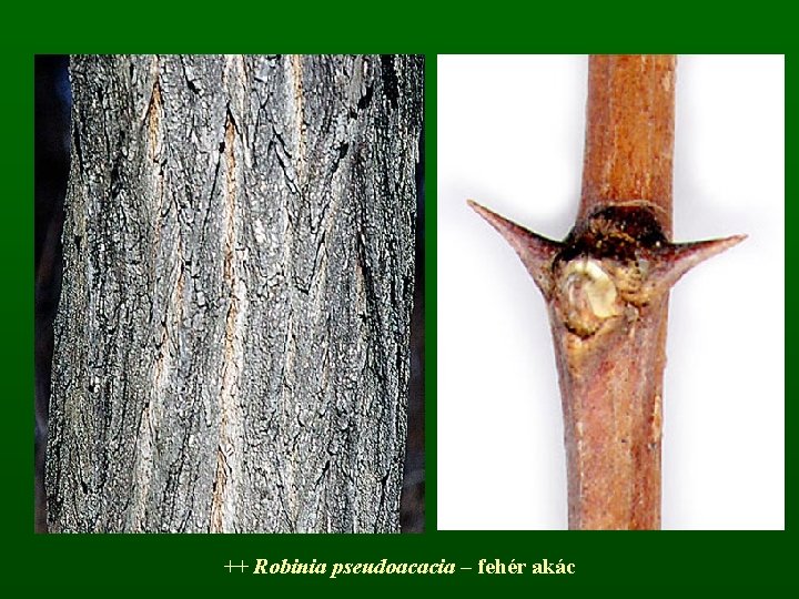 ++ Robinia pseudoacacia – fehér akác 