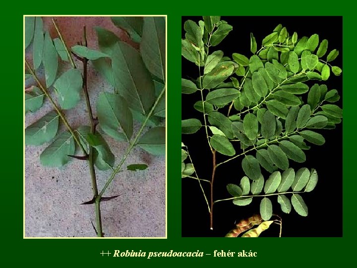 ++ Robinia pseudoacacia – fehér akác 