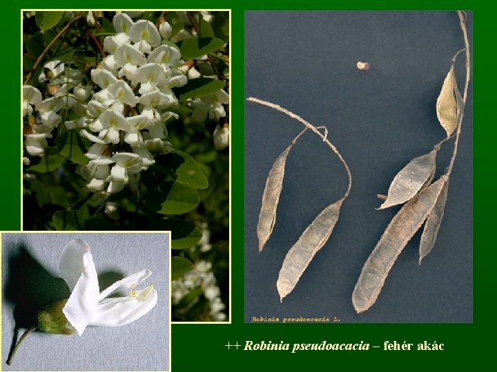 ++ Robinia pseudoacacia – fehér akác 