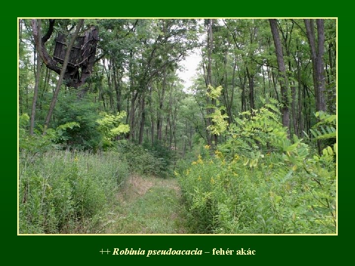 ++ Robinia pseudoacacia – fehér akác 