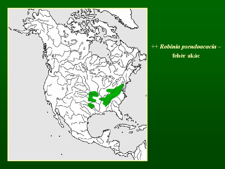 ++ Robinia pseudoacacia – fehér akác 