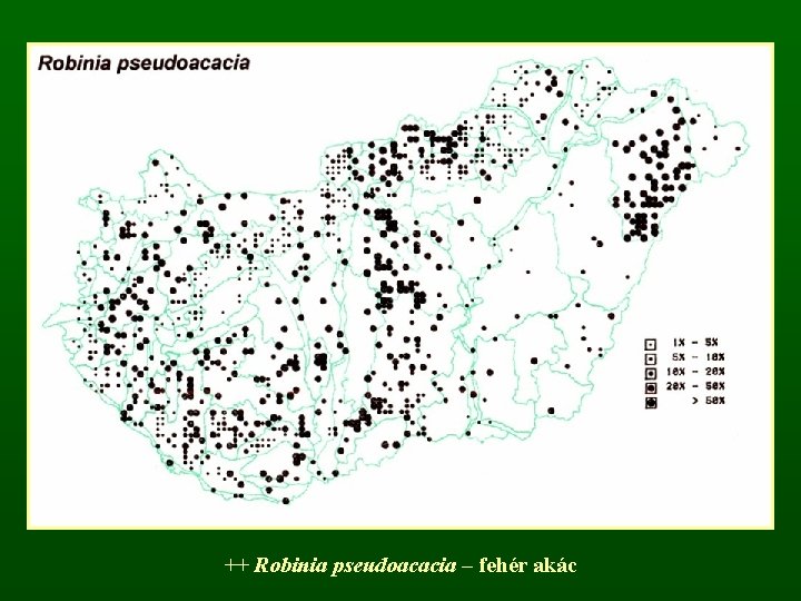 ++ Robinia pseudoacacia – fehér akác 