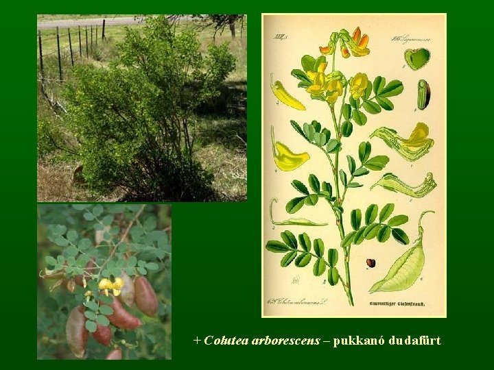 + Colutea arborescens – pukkanó dudafürt 